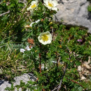 Photographie n°2544817 du taxon Rosa spinosissima L. [1753]