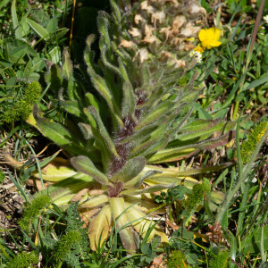 Photographie n°2544824 du taxon Campanula thyrsoides L.