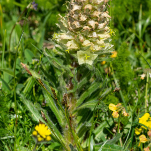 Photographie n°2544826 du taxon Campanula thyrsoides L.