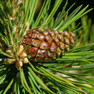 Photographie n°2544830 du taxon Pinus mugo subsp. uncinata (Ramond ex DC.) Domin [1936]