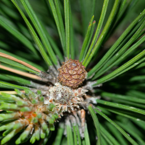 Photographie n°2544831 du taxon Pinus mugo subsp. uncinata (Ramond ex DC.) Domin [1936]