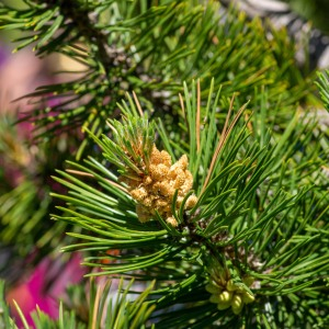 Photographie n°2544833 du taxon Pinus mugo subsp. uncinata (Ramond ex DC.) Domin [1936]