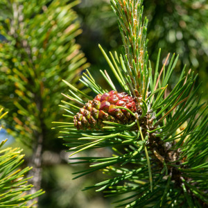 Photographie n°2544834 du taxon Pinus mugo subsp. uncinata (Ramond ex DC.) Domin [1936]