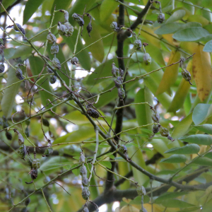 Photographie n°2544896 du taxon Styphnolobium japonicum (L.) Schott