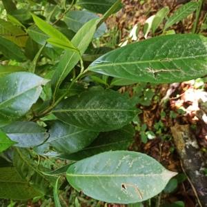 Photographie n°2544910 du taxon Prunus laurocerasus L.