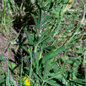 Photographie n°2544921 du taxon Potentilla hirta L.