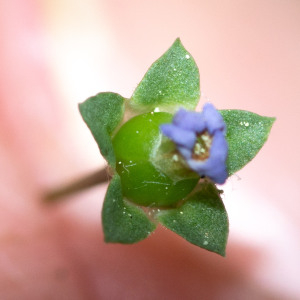 Photographie n°2544924 du taxon Androsace chaixii Gren.