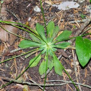 Photographie n°2544929 du taxon Androsace chaixii Gren.