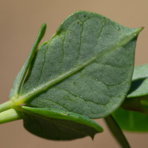 Photographie n°2544930 du taxon Cytisophyllum sessilifolium (L.) O.Lang [1843]