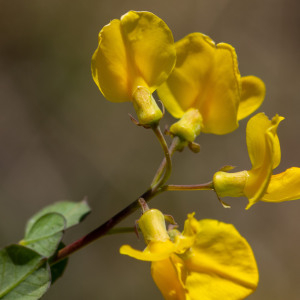 Photographie n°2544931 du taxon Cytisophyllum sessilifolium (L.) O.Lang [1843]