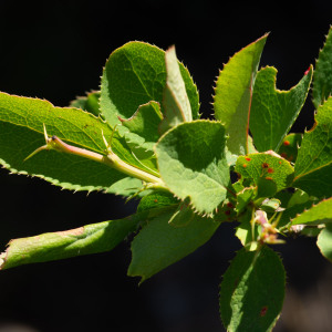 Photographie n°2544938 du taxon Berberis vulgaris L.