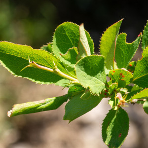 Photographie n°2544939 du taxon Berberis vulgaris L.