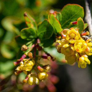 Photographie n°2544940 du taxon Berberis vulgaris L.