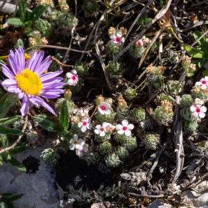 Photographie n°2544941 du taxon Androsace villosa L.