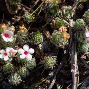 Photographie n°2544942 du taxon Androsace villosa L.