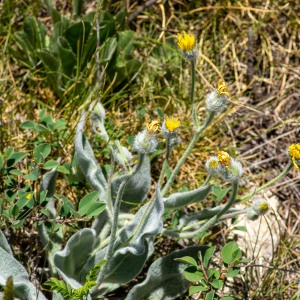 Photographie n°2544959 du taxon Hieracium tomentosum L.