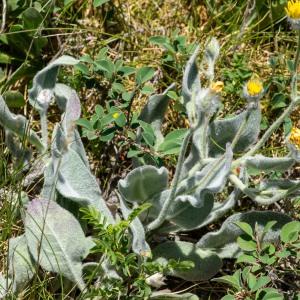 Photographie n°2544960 du taxon Hieracium tomentosum L.