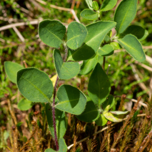 Photographie n°2544976 du taxon Lonicera periclymenum L. [1753]