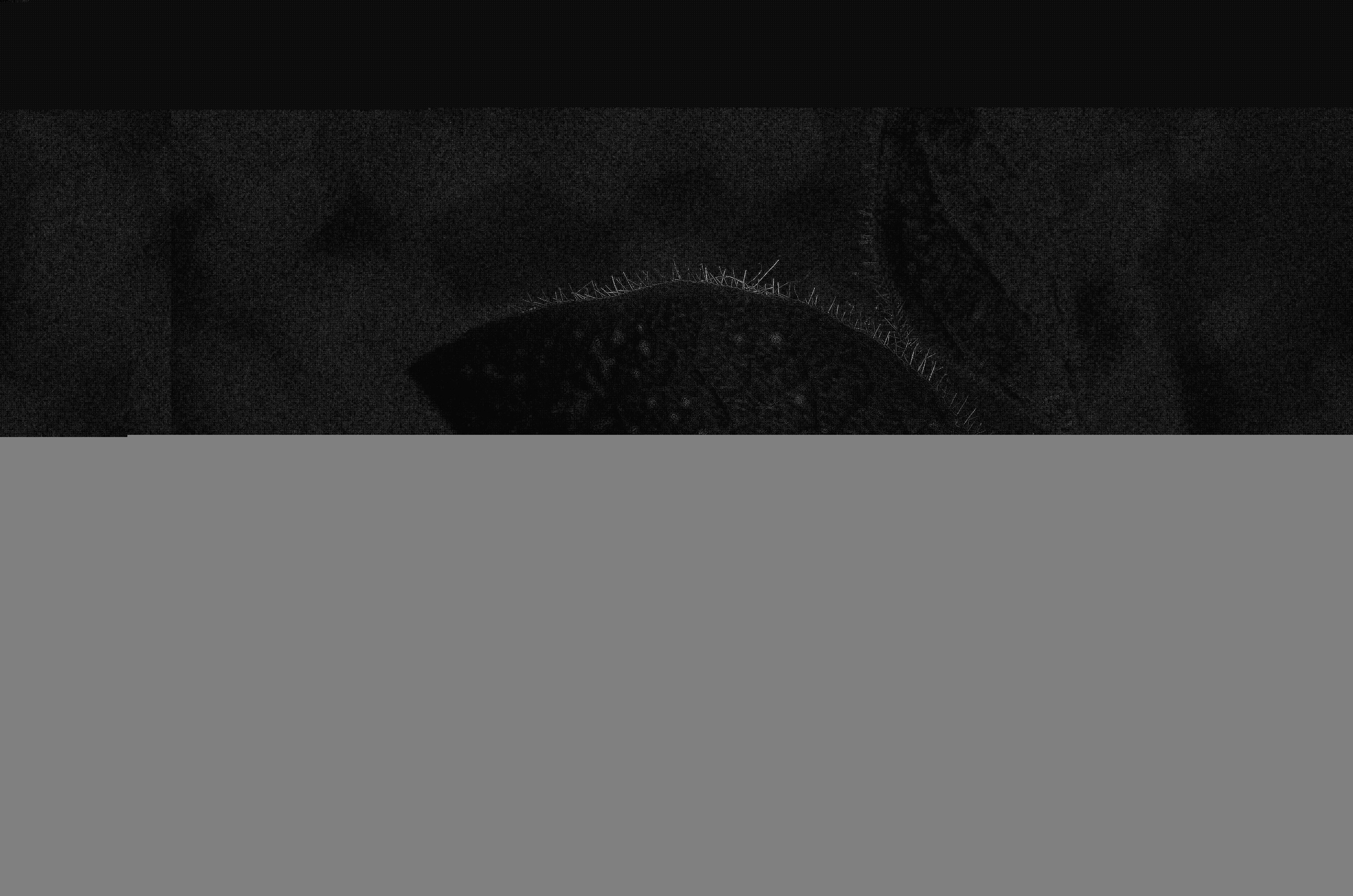 Photographie n°2544977 du taxon Lonicera periclymenum L. [1753]