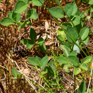 Photographie n°2544978 du taxon Lonicera periclymenum L. [1753]