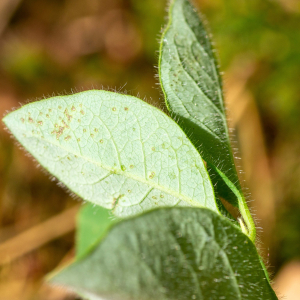 Photographie n°2544979 du taxon Lonicera periclymenum L. [1753]