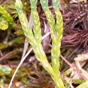 Photographie n°2545018 du taxon Lycopodium alpinum L.