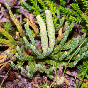 Photographie n°2545019 du taxon Lycopodium alpinum L.