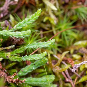 Photographie n°2545021 du taxon Lycopodium alpinum L.