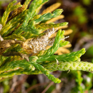 Photographie n°2545025 du taxon Lycopodium alpinum L.