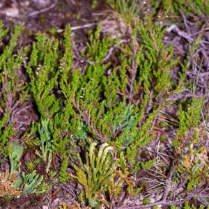 Photographie n°2545026 du taxon Lycopodium alpinum L.