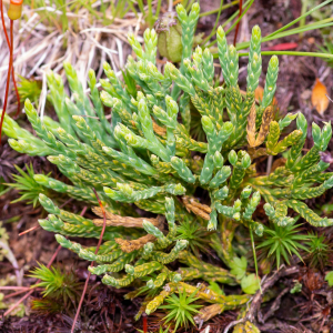 Photographie n°2545027 du taxon Lycopodium alpinum L.