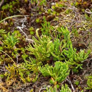 Photographie n°2545029 du taxon Lycopodium alpinum L.