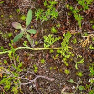 Photographie n°2545030 du taxon Lycopodium alpinum L.