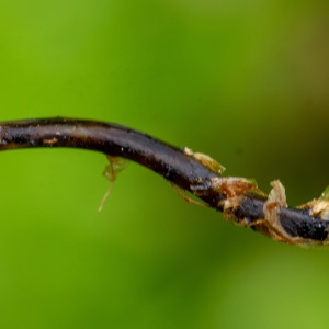 Photographie n°2545061 du taxon Gymnocarpium dryopteris (L.) Newman