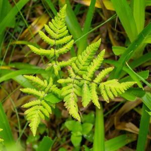 Photographie n°2545063 du taxon Gymnocarpium dryopteris (L.) Newman