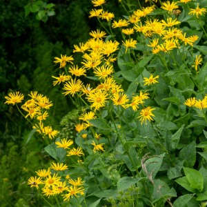 Photographie n°2545070 du taxon Doronicum austriacum Jacq.