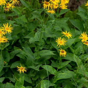 Photographie n°2545071 du taxon Doronicum austriacum Jacq.