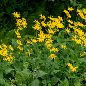 Photographie n°2545072 du taxon Doronicum austriacum Jacq.