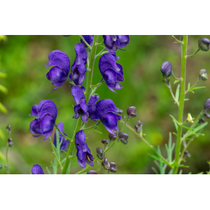 Aconitum napellus L.-22070103.jpg