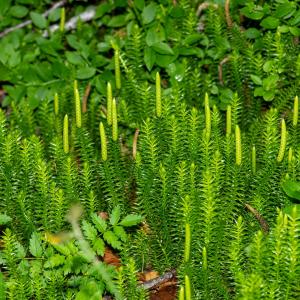 Photographie n°2545079 du taxon Spinulum annotinum (L.) A.Haines