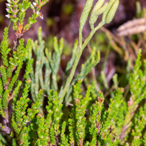 Photographie n°2545082 du taxon Lycopodium tristachyum Pursh [1814]