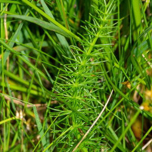 Photographie n°2545090 du taxon Trocdaris verticillatum (L.) Raf.