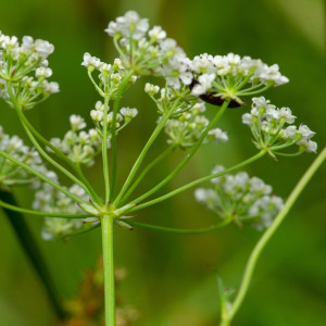 Photographie n°2545094 du taxon Trocdaris verticillatum (L.) Raf.