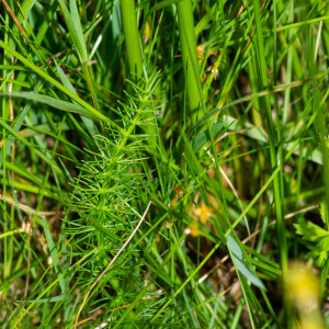 Photographie n°2545095 du taxon Trocdaris verticillatum (L.) Raf.