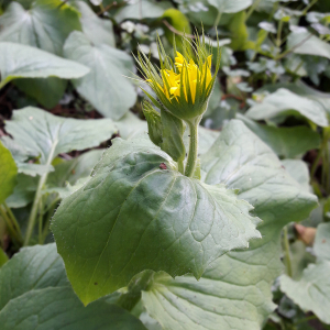 Photographie n°2545165 du taxon Doronicum plantagineum L. [1753]