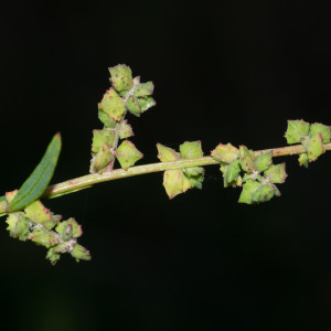 Photographie n°2545180 du taxon Atriplex patula L. [1753]