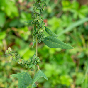 Photographie n°2545181 du taxon Atriplex patula L. [1753]