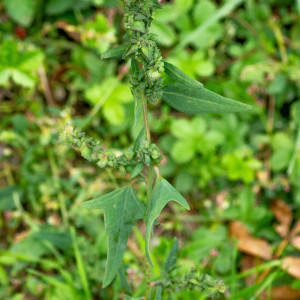 Photographie n°2545182 du taxon Atriplex patula L. [1753]