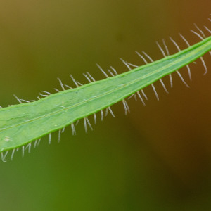 Photographie n°2545210 du taxon Erigeron canadensis L. [1753]