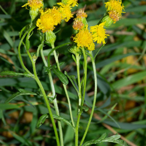 Photographie n°2545249 du taxon Jacobaea erucifolia (L.) G.Gaertn., B.Mey. & Scherb. [1801]